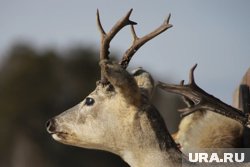 В Далматовском округе поймали браконьеров, которые подстрелили косулю