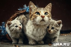 Ложная беременность кошки может обернуться серьезными проблемами со здоровьем любимца