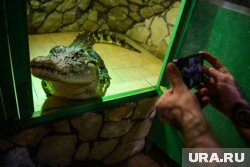  «Крокодилвиль» регулярно принимает гостей