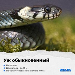 Уж не опасен для здоровья человека