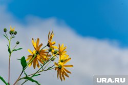 Август в Челябинской области был теплее на один градус выше нормы