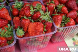 В Тюменскую область завезли более семи тонн клубники из Киргизии