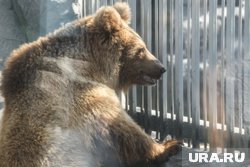 Медведь разгуливает рядом с жилыми домами (архивное фото)