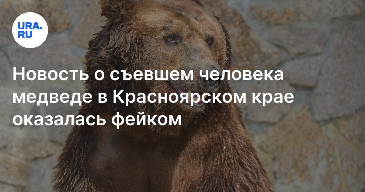 Медведь съел человека на трассе Кызыл — Красноярск в Красноярском крае ...