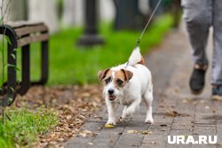 Законопроект введет регламент учета домашних животных
