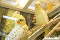 Попугаев и кошек Семен Погребной показывал челябинцам после нареканий в Магнитогорске