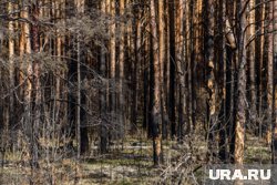 Жители Харьковской области строят землянки в лесу, чтобы укрыться от украинских властей