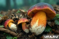 В Красной книге России находятся около 40 видов грибов, которые нельзя собирать