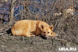 Животное продолжает разгуливать в жилом районе