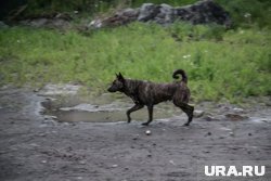 В Магаданской области неагрессивных и здоровых бродячих собак решили помещать в приют