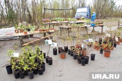 Садоводам продавали саженцы сортов, которые не существуют 