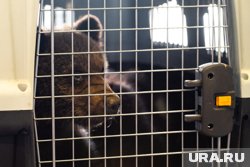 Предлагаются следующие варианты имени для медвежонка: Веселина, Забава, Нытва, Черемуха и Пая