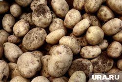 В России средняя розничная стоимость картофеля составляет около 85 рублей за килограмм