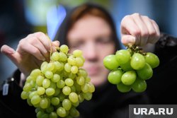 Килограмм гигантского зеленого винограда обойдется в 359 рублей
