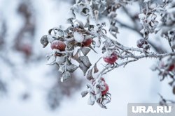 В выходные в Югре выпадет мокрый снег