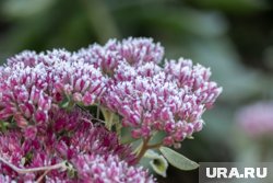 На Челябинскую область снова надвигаются заморозки