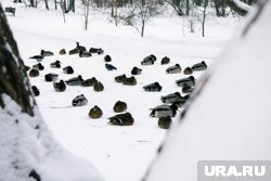 В Кургане ожидается тёплая погода 