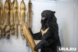 Сезон охоты на медведя начнется с 1 августа
