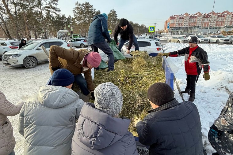 Хвойную щепу горожане смогут использовать в личных подсобных хозяйствах