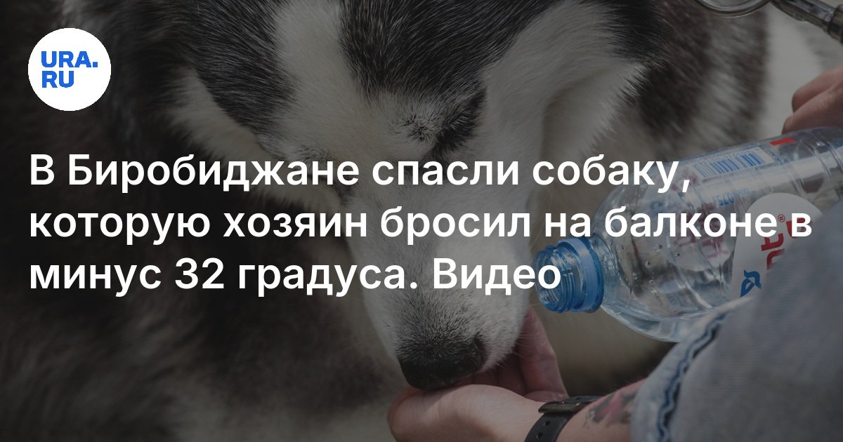 Хаски саня бросил. Хаски саня бросил