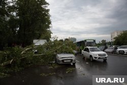 В Нижневартовске три машины пострадало от дерева, которое снесло ветром