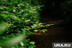 Повилика уничтожает кустарники в Курганской области