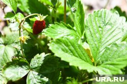 В Югре начали продавать первую землянику