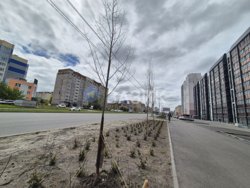 Ирония в Кургане — в «Квартале ботаники» засохли посадки