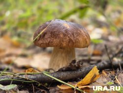 Шляпки ямальских грибов втрое больше ладони