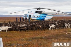 К ямальскому оленеводу приедут чиновники из окружного правительства 