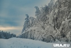 В лесу ХМАО замечено редкое природное явление