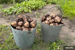Фитофтороз - одно из опасных заболеваний пасленовых