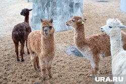 Активность животных осенью и зимой снижается