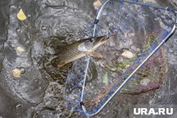 Мужчина похвастался рекордным уловом на мормышку