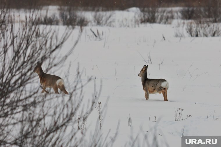 Косулю заметили на одной из дорог района (архивное фото)