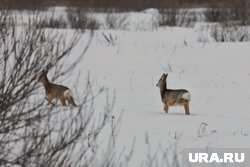 Косулю заметили на одной из дорог района (архивное фото)