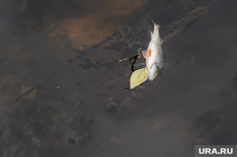 Мертвую рыбу очевидцы обнаружили на берегах Пякупура
