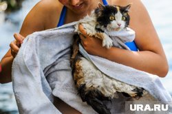 Перед купанием важно создать для питомца комфортные условия