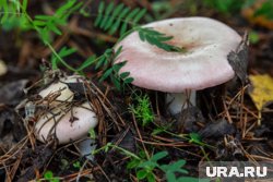 Трутовик овечий растет преимущественно в хвойных и смешанных лесах