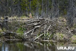 Бобры построили плотину в канале для воды в тюменском микрорайоне