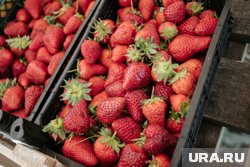 Ягоды продают в лотках и ящиках 