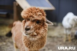 Альпаки находятся на свободном выгуле 