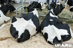  Молочные предприятия смогут тратить субсидию на искусственное осеменение