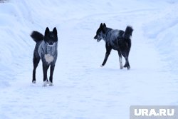 В Ноябрьске в центре города бегает большая стая бездомных собак