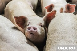 Курганцы пожаловались на дачников, которые разводят свиней