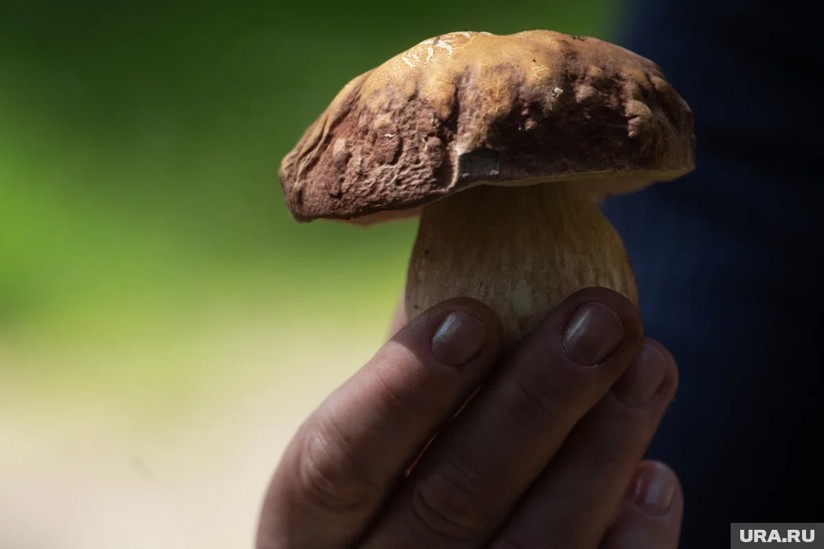 В курганских лесах собирают урожай грибов