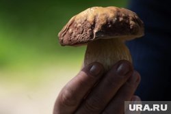 В курганских лесах собирают урожай грибов