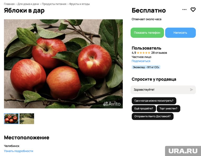 Собирать бесплатно приглашают только уже упавшие яблоки