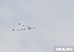 Бакланы все чаще прилетают в Пермский край
