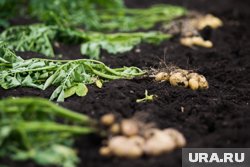 В регионе засеяны 75% картофельных полей (архивное фото)